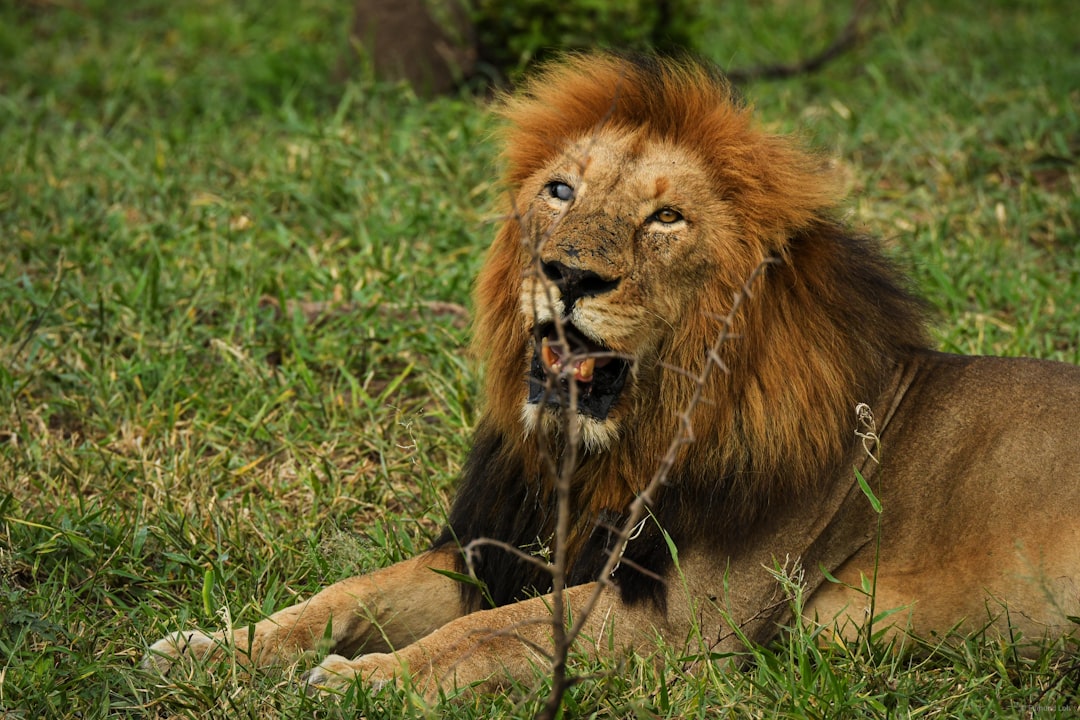 非洲狮子事实：游猎前你需要了解的一切