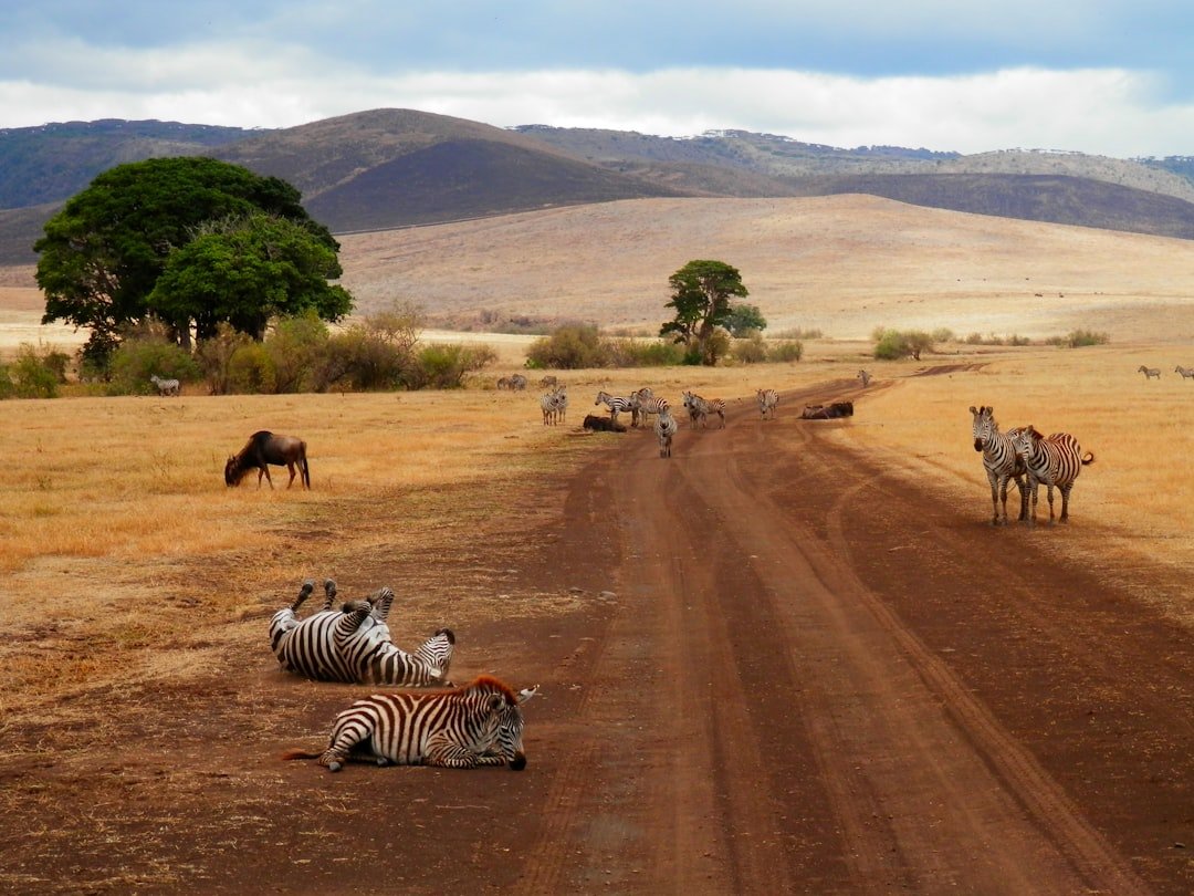 Best Time to Visit Tanzania for Safari: Month-by-Month Guide 2026