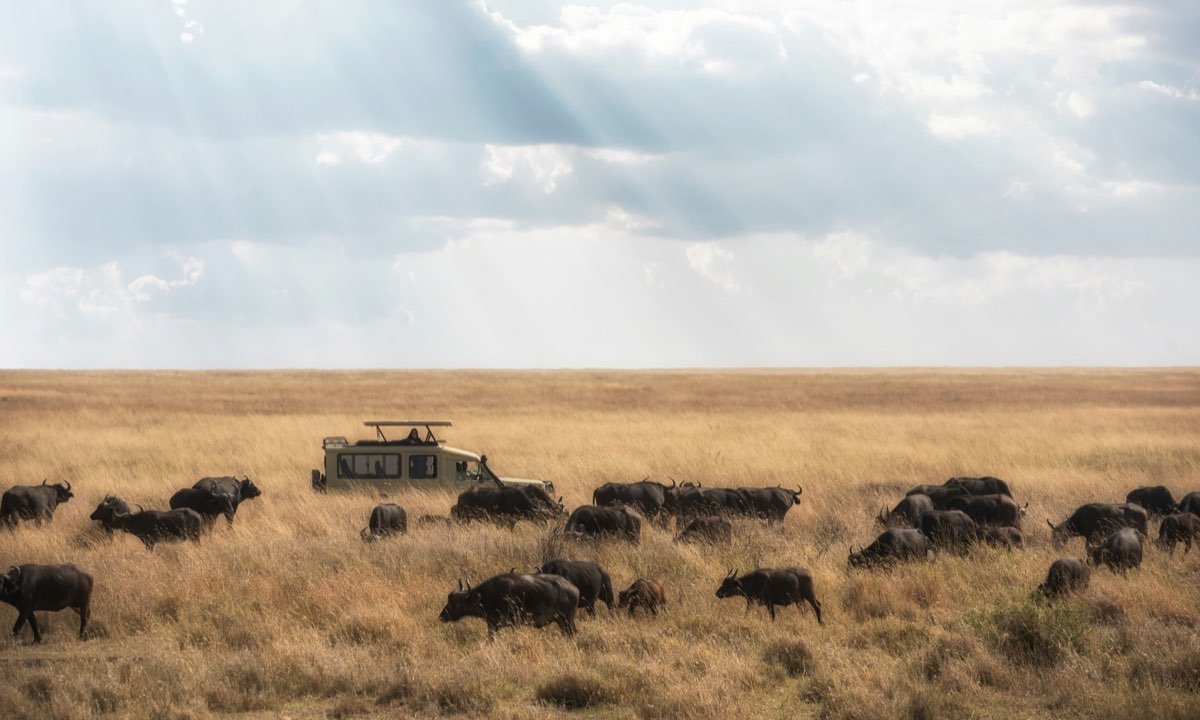 Budget vs Luxury Safari Tanzania: Which Experience is Right for You?