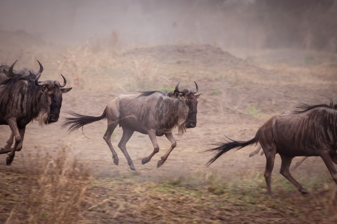 Great Migration Tanzania: When & Where to See the Wildebeest Crossings