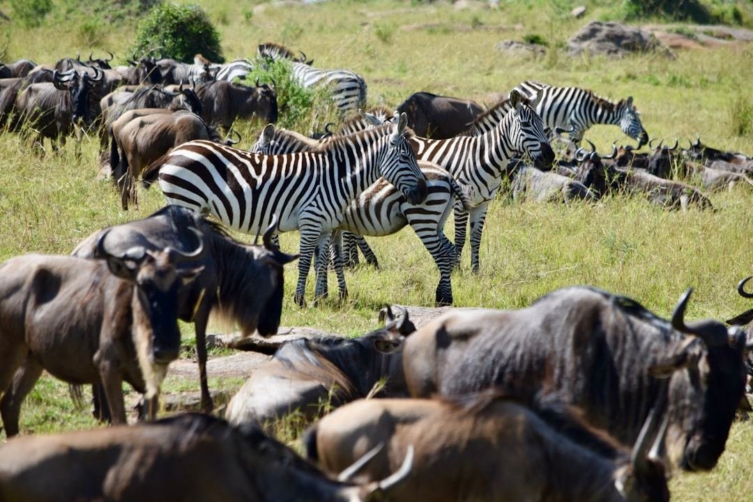 Great Migration Serengeti Calendar 2026: Where to Be and When