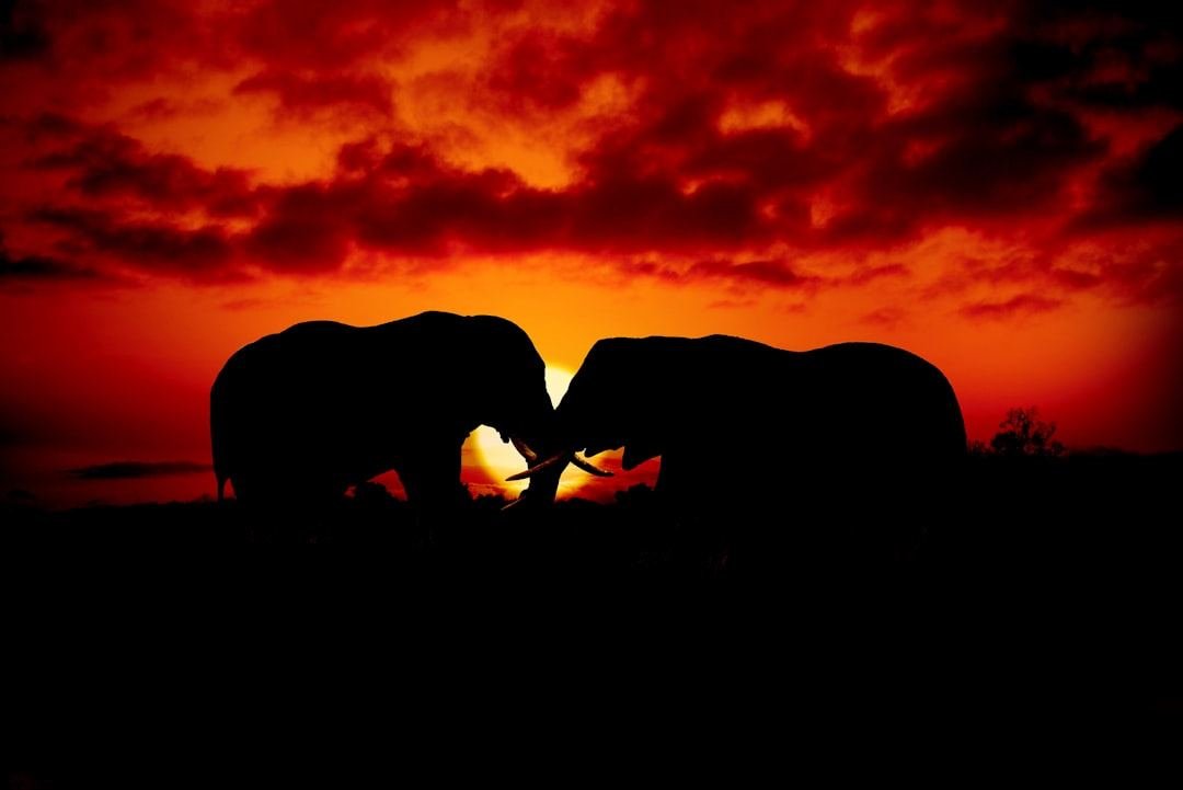 Honeymoon Safari Tanzania: The Most Romantic Safari Destinations in 2026