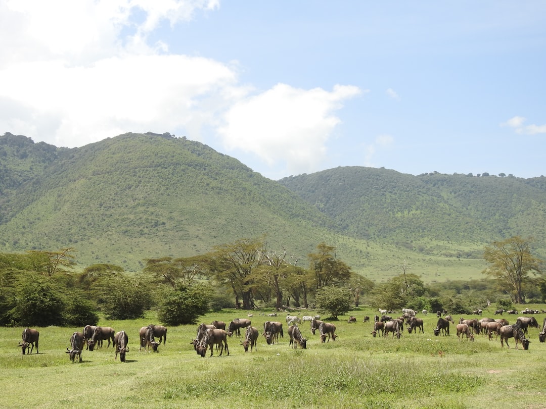 Mejores Lodges en Karatu: La Alternativa Inteligente al Borde del Cráter Ngorongoro