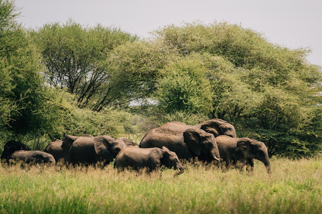 Where to Stay in Serengeti National Park: Complete Lodge Guide by Zone 2026
