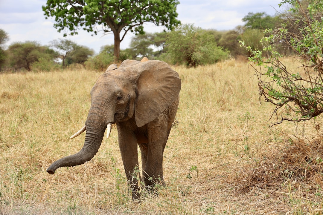 Alojarse Dentro o Fuera de Tarangire: La Guía Práctica