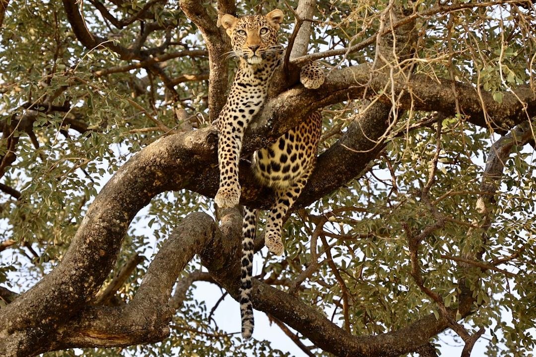 Tarangire National Park: Safari Guide, Wildlife & Best Time to Visit