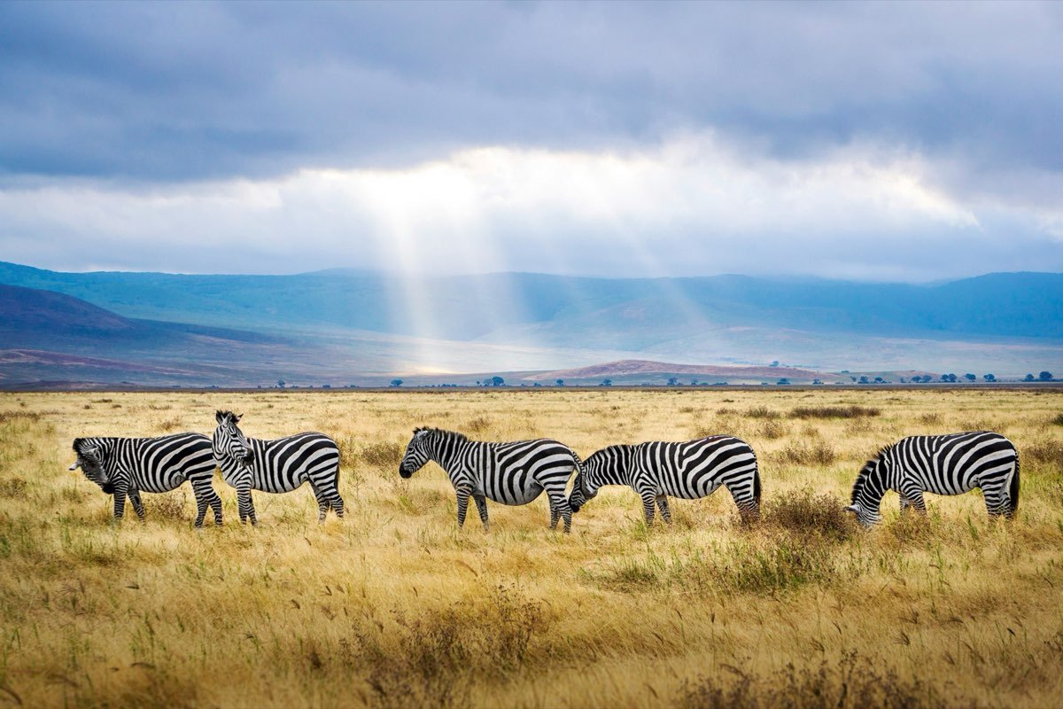 Ngorongoro Crater game drive
