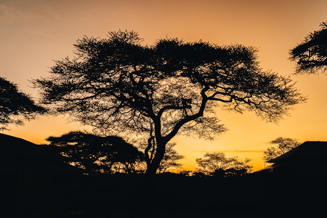 Tanzania Facts: 50 Things to Know About Africa's Greatest Wildlife Country