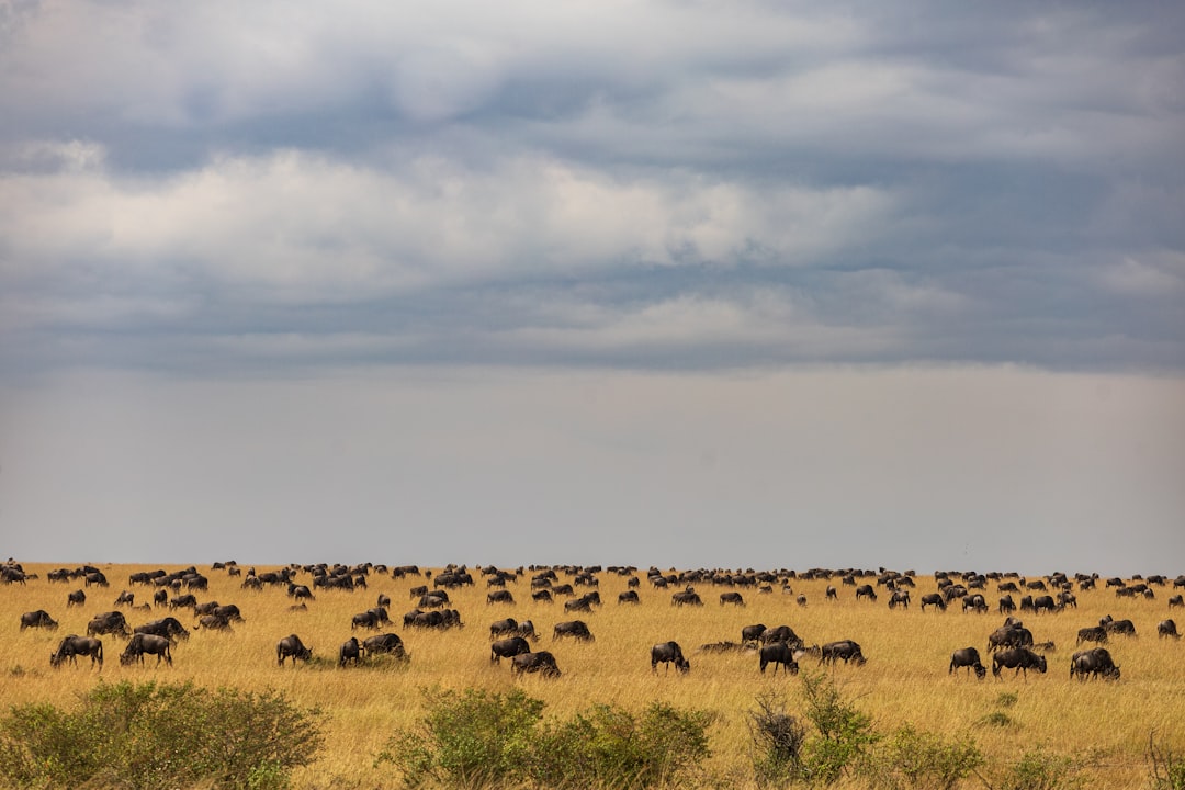 Tanzania Wildlife Guide: Animals, Parks & Expert Safari Tips
