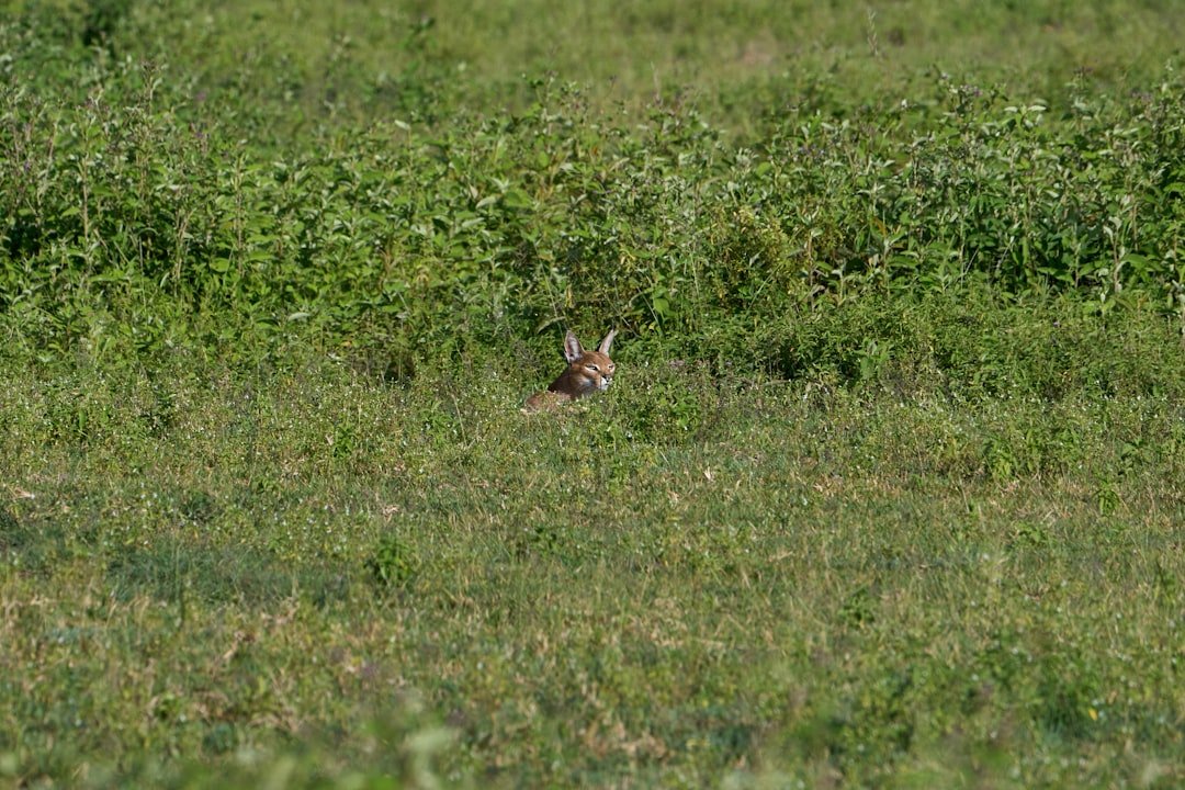 Ngorongoro Crater Tanzania — best time to visit year-round safari destination