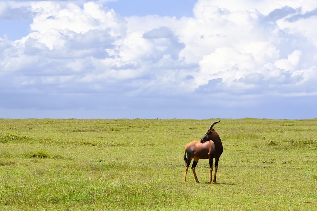 Best time to visit Tanzania for safari — Serengeti plains in dry season