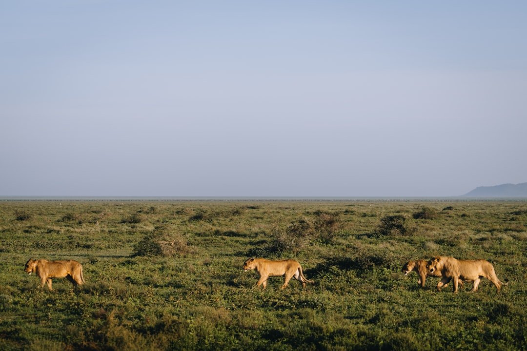 Tanzania 10-day safari itinerary — Serengeti plains with acacia trees and wildlife