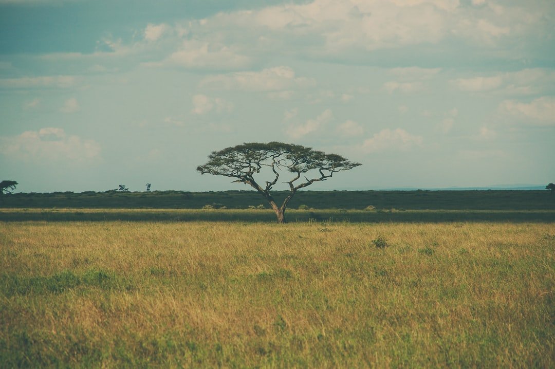 Tanzania safari green season November — lush Serengeti landscape after rains
